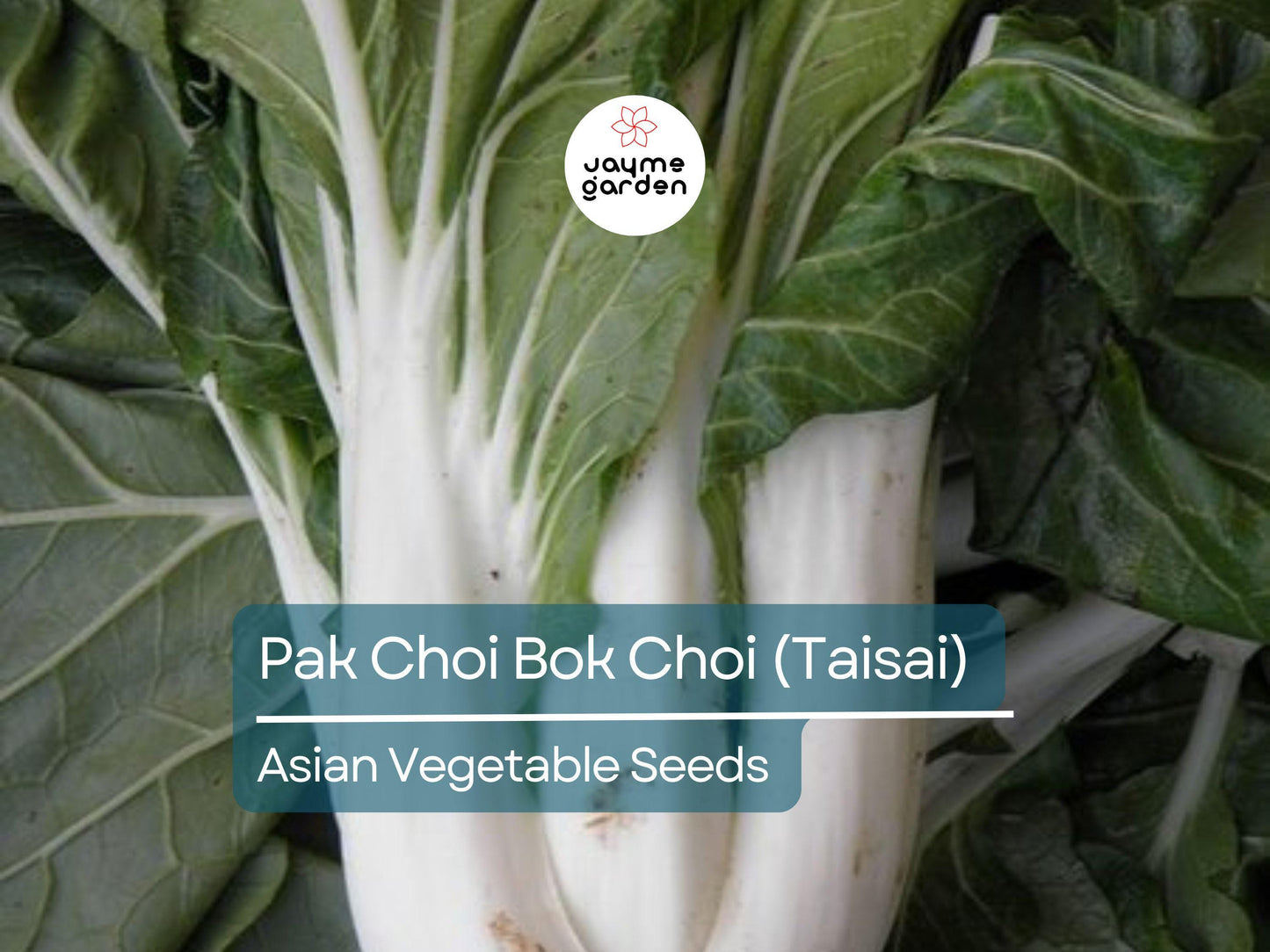500mg Pak Choi Bok Choi Taisai Seeds - Heirloom Non-GMO Asian Greens - Fast-Growing for Stir-Fries, Soups, Salads & Gardening