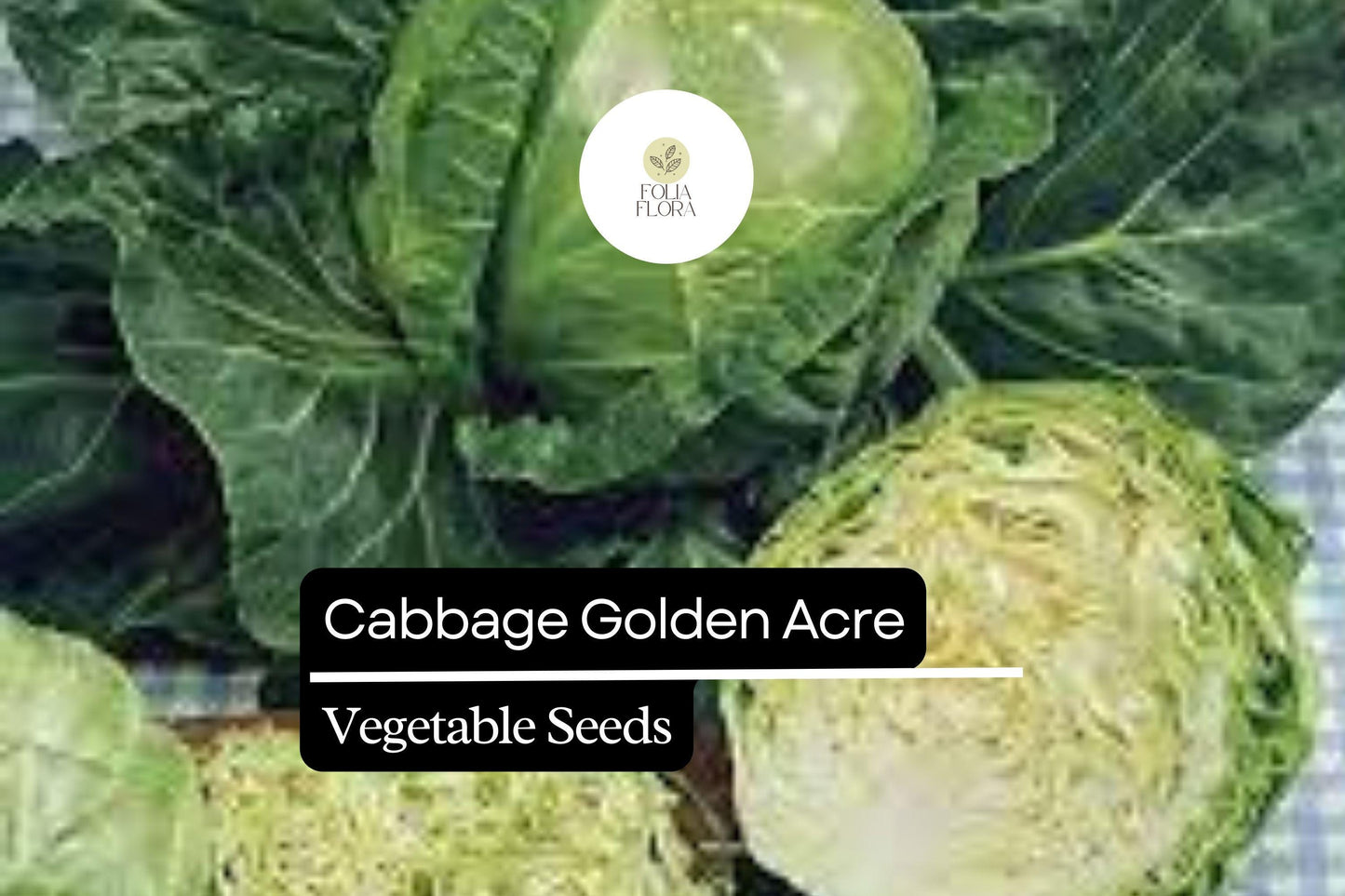 1g Cabbage Golden Acre Seeds Brassica oleracea | Heirloom Variety | Compact, Tender, Sweet Green Heads for Gardening