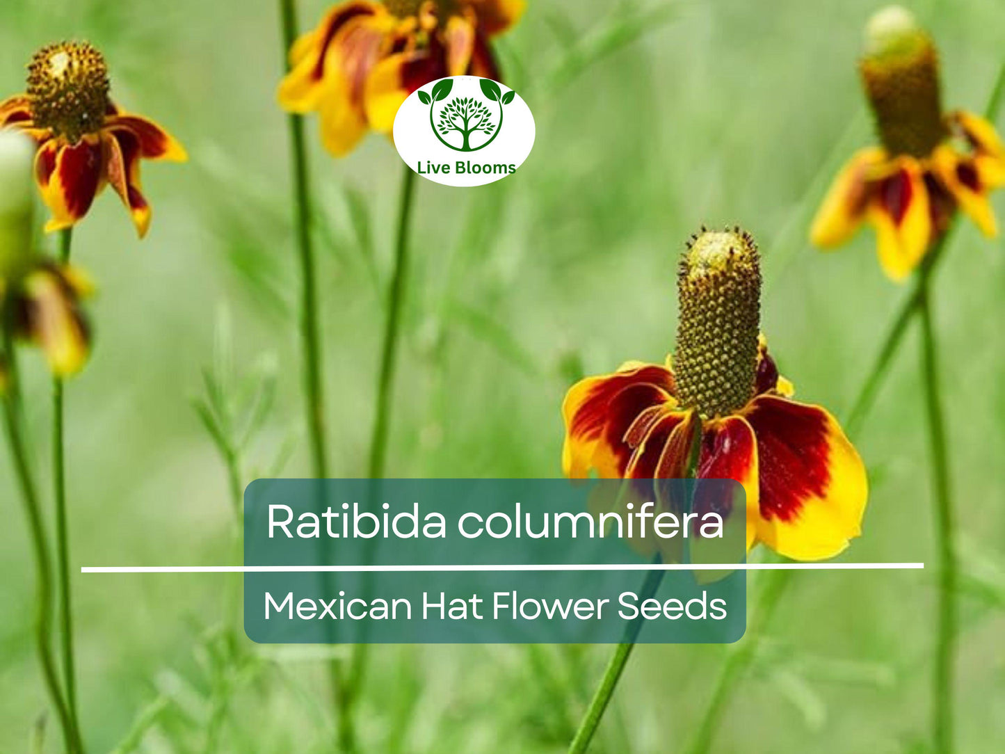 250 Seeds Mexican Hat (Ratibida columnifera) for Planting | Vibrant Native Wildflower for Meadows & Pollinator-Friendly Gardens