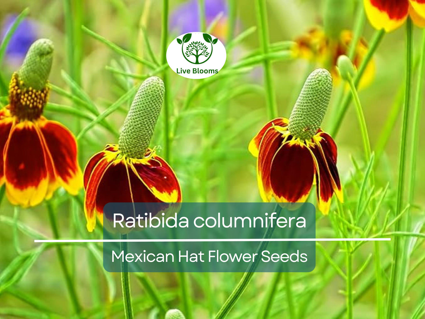 250 Seeds Mexican Hat (Ratibida columnifera) for Planting | Vibrant Native Wildflower for Meadows & Pollinator-Friendly Gardens