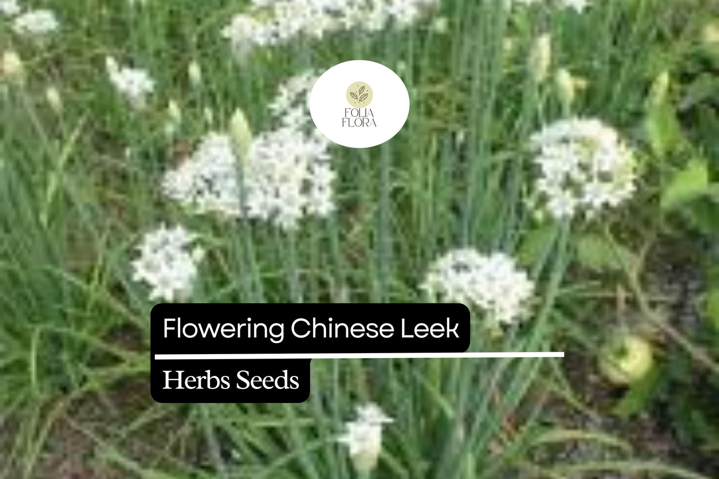 250mg Flowering Chinese Leek Seeds Allium tuberosum | Non-GMO, Heirloom, Edible Greens, Hardy Perennial, Garlic Chive Alternative