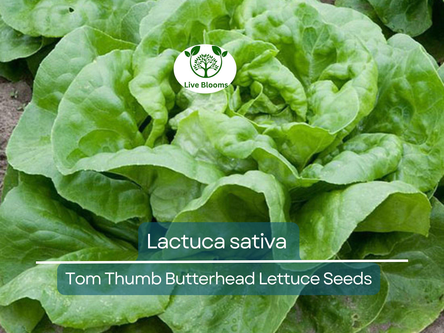 700 Seeds Tom Thumb Butterhead Lettuce – Lactuca sativa | Heirloom Mini Butterhead Lettuce for Planting & Fresh, Compact Harvests