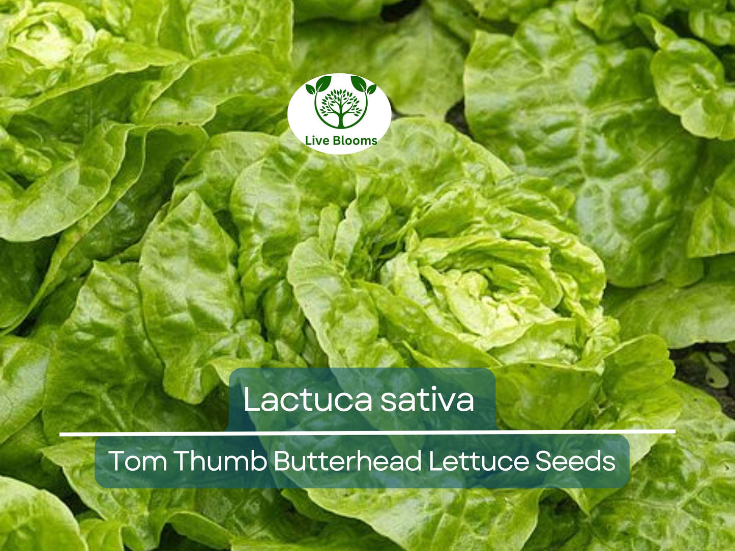 700 Seeds Tom Thumb Butterhead Lettuce – Lactuca sativa | Heirloom Mini Butterhead Lettuce for Planting & Fresh, Compact Harvests