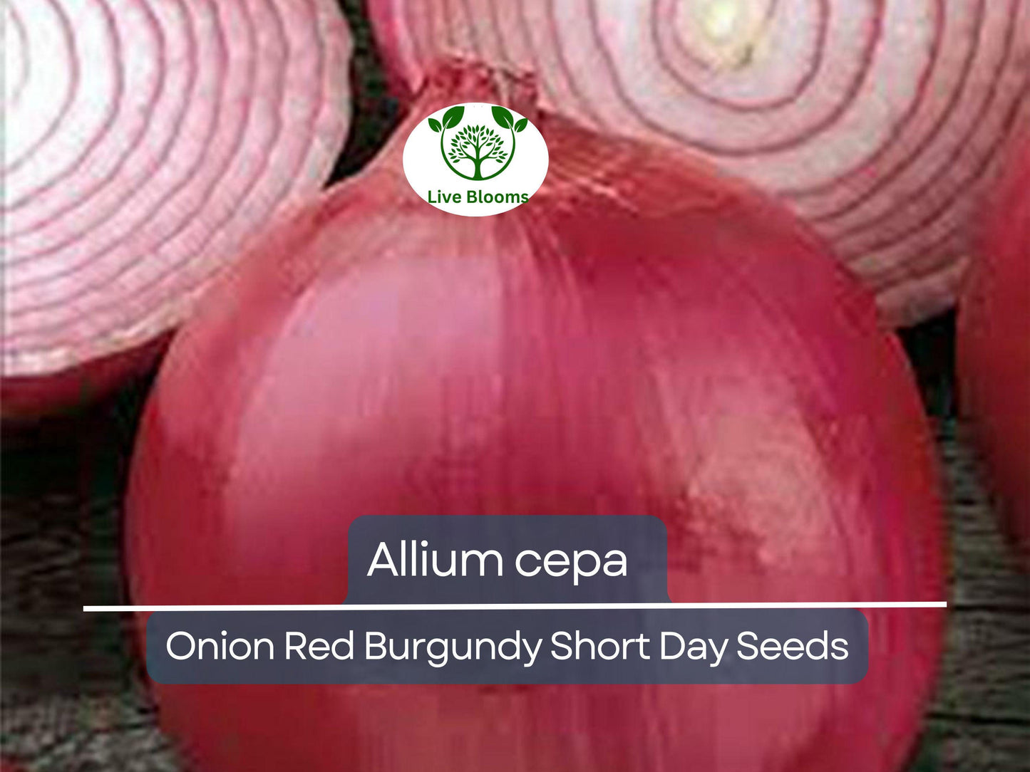 70 Seeds Onion Red Burgundy Short Day for Planting (Allium cepa) - Sweet, Mild Red Onions for Home Gardens, Ideal for Early Spring Planting