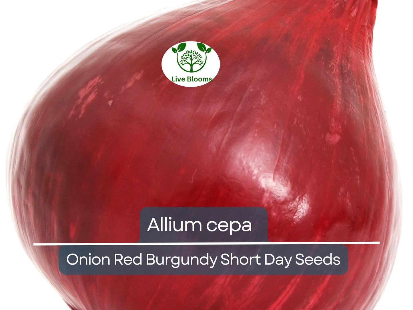 70 Seeds Onion Red Burgundy Short Day for Planting (Allium cepa) - Sweet, Mild Red Onions for Home Gardens, Ideal for Early Spring Planting