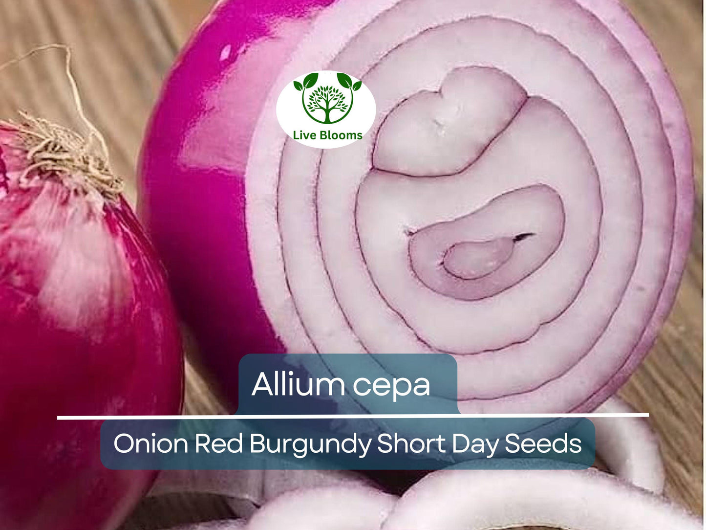 70 Seeds Onion Red Burgundy Short Day for Planting (Allium cepa) - Sweet, Mild Red Onions for Home Gardens, Ideal for Early Spring Planting