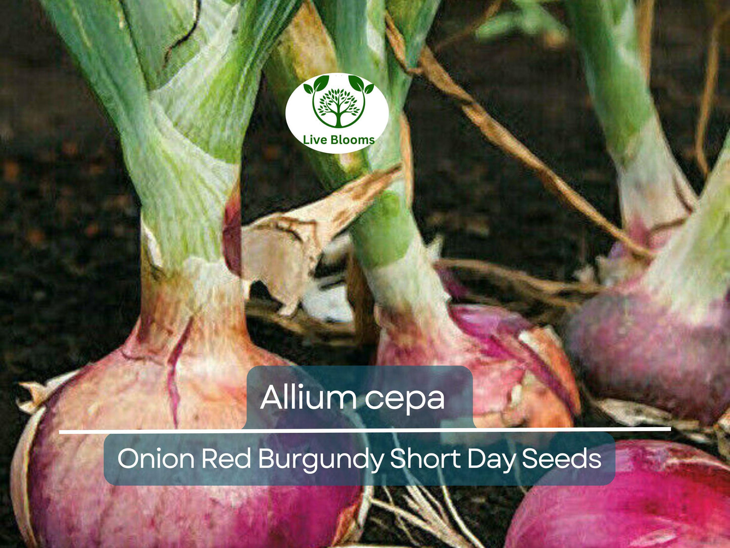 70 Seeds Onion Red Burgundy Short Day for Planting (Allium cepa) - Sweet, Mild Red Onions for Home Gardens, Ideal for Early Spring Planting