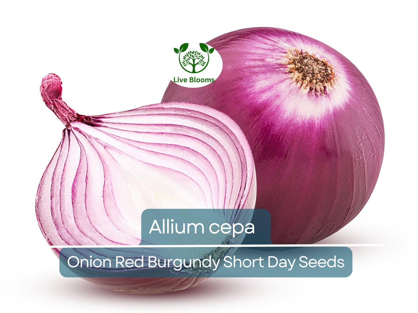 70 Seeds Onion Red Burgundy Short Day for Planting (Allium cepa) - Sweet, Mild Red Onions for Home Gardens, Ideal for Early Spring Planting