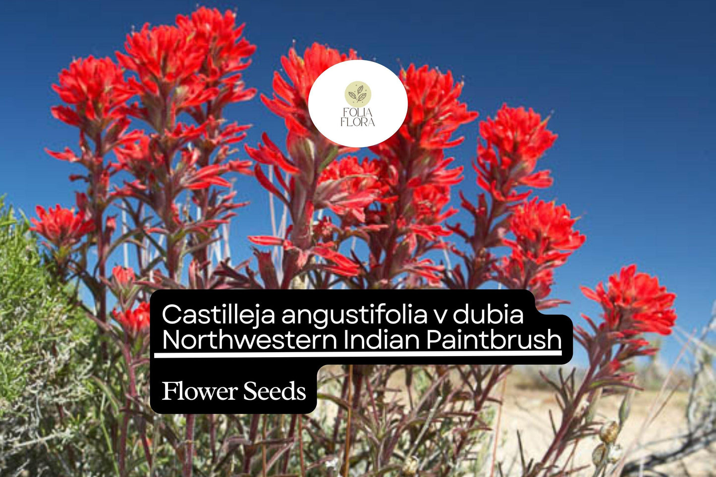 300 Seeds Northwestern Indian Paintbrush Castilleja angustifolia v. dubia | Vibrant Wildflower, Native Perennial, Pollinator-Friendly