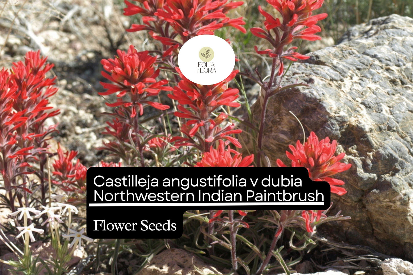 300 Seeds Northwestern Indian Paintbrush Castilleja angustifolia v. dubia | Vibrant Wildflower, Native Perennial, Pollinator-Friendly
