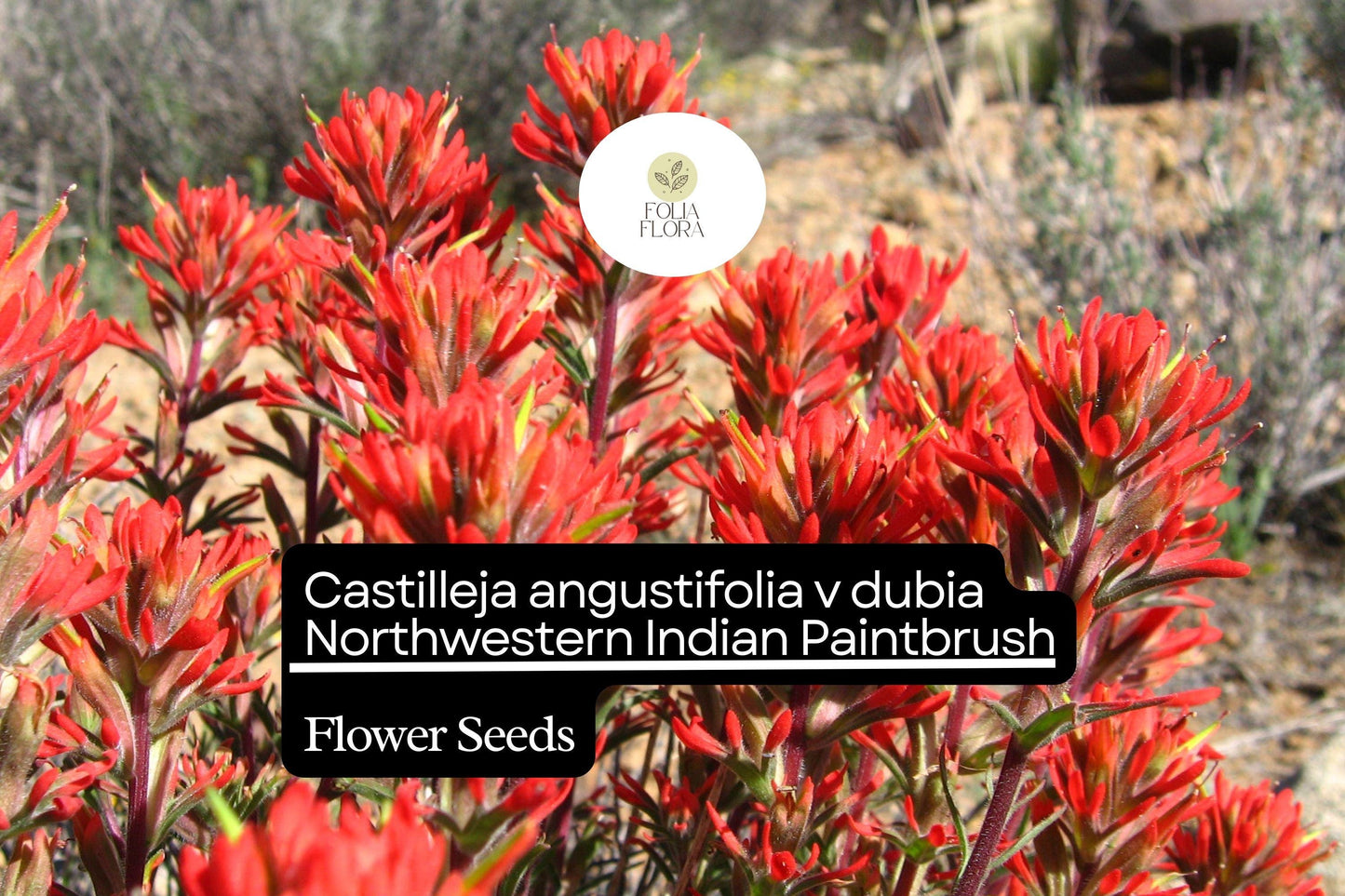 300 Seeds Northwestern Indian Paintbrush Castilleja angustifolia v. dubia | Vibrant Wildflower, Native Perennial, Pollinator-Friendly