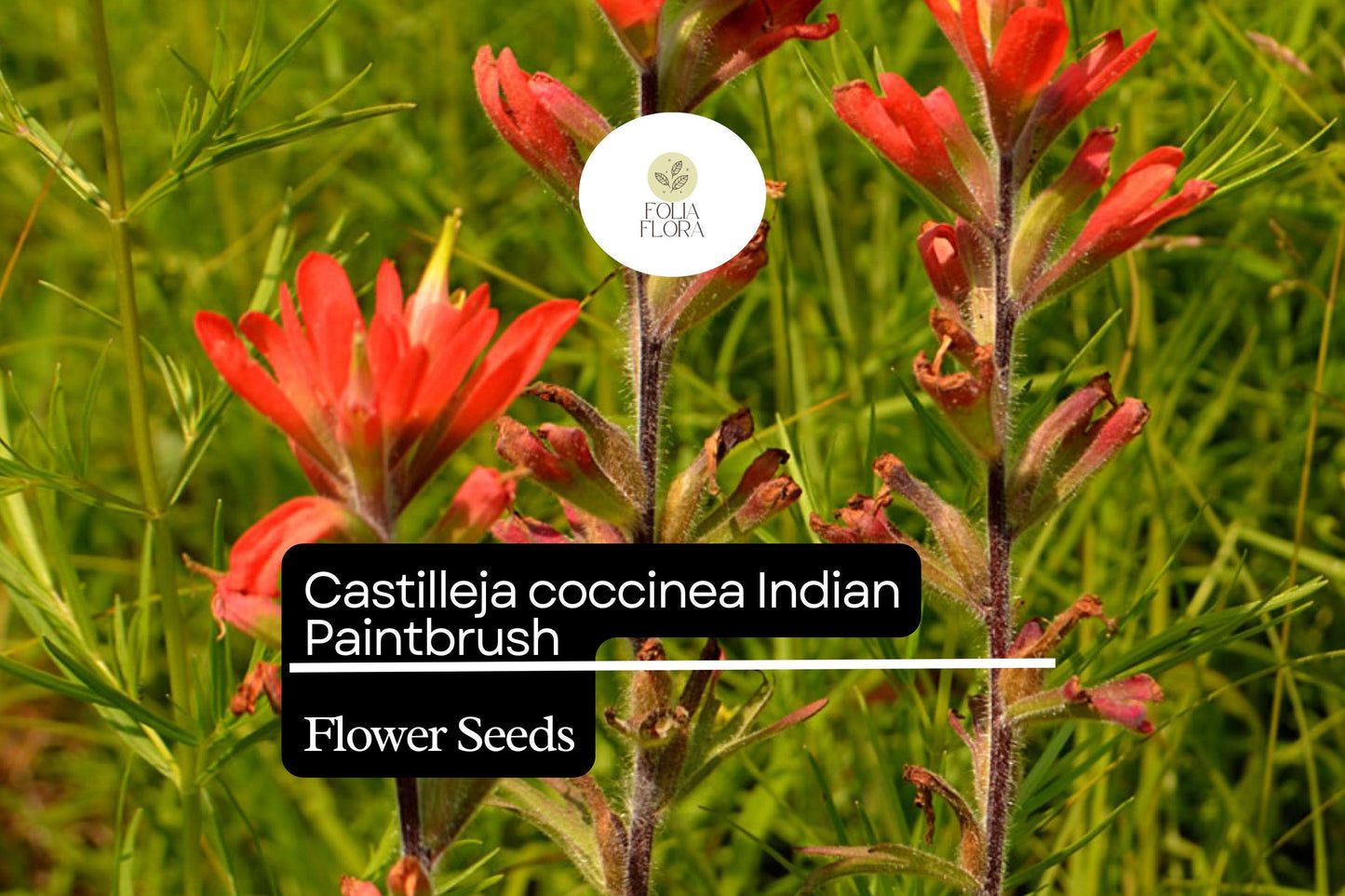 300 Seeds Indian Paintbrush Castilleja coccinea | Vibrant Wildflower, Native Perennial, Non-GMO, Ideal for Native Plant Gardens
