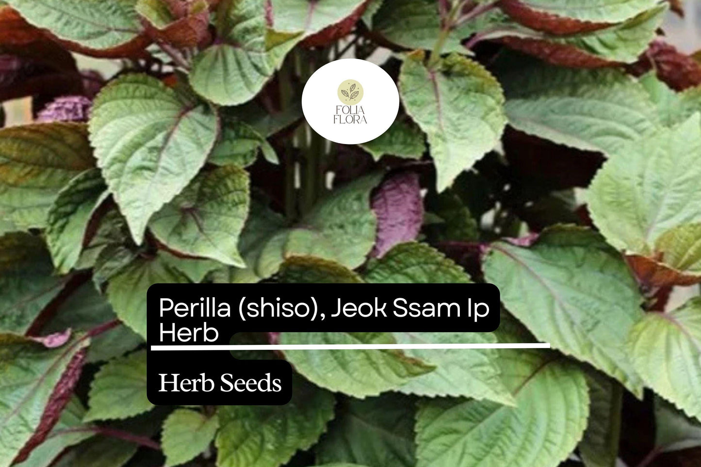 500mg Perilla Shiso Jeok Ssam Ip Seeds Perilla frutescens | Red-Leaf Asian Herb, Aromatic, Non-GMO, Korean Wraps, Pickling & Garnishes