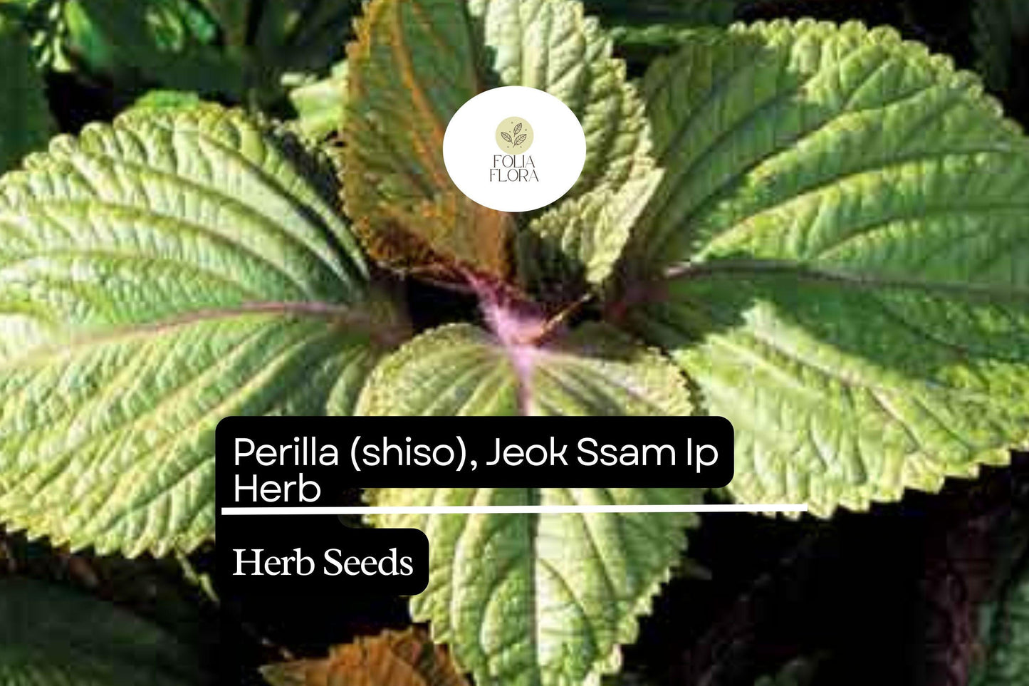 500mg Perilla Shiso Jeok Ssam Ip Seeds Perilla frutescens | Red-Leaf Asian Herb, Aromatic, Non-GMO, Korean Wraps, Pickling & Garnishes
