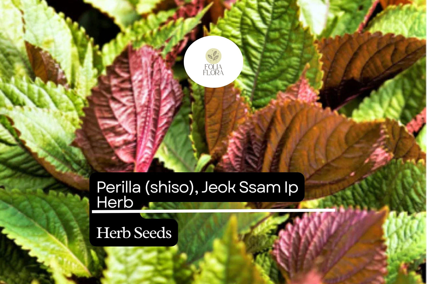 500mg Perilla Shiso Jeok Ssam Ip Seeds Perilla frutescens | Red-Leaf Asian Herb, Aromatic, Non-GMO, Korean Wraps, Pickling & Garnishes