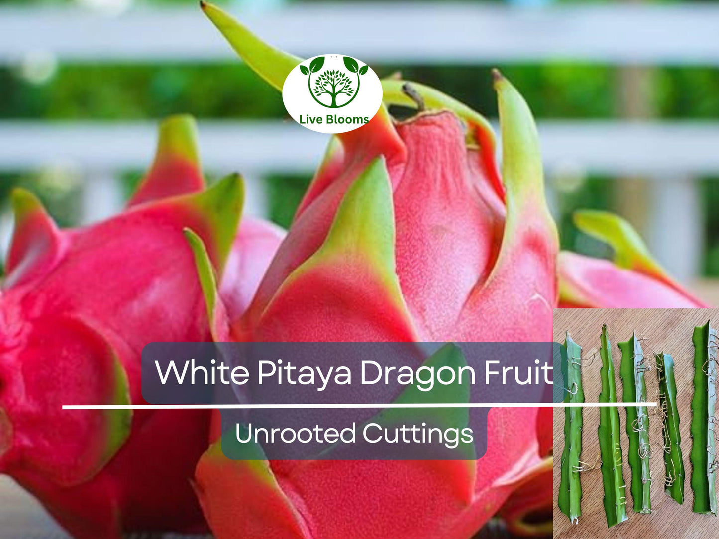 5pcs 10" Unrooted Dragonfruit Cuttings (Hylocereus), White Pitaya, Fresh Cuttings for Growing, Edible Fruit Cactus, Garden Planting