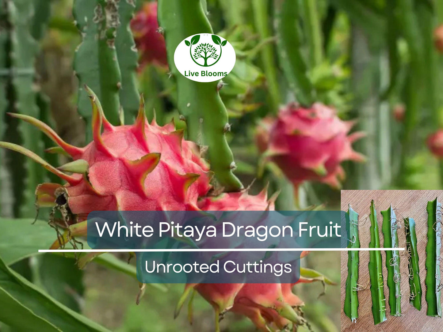 5pcs 10" Unrooted Dragonfruit Cuttings (Hylocereus), White Pitaya, Fresh Cuttings for Growing, Edible Fruit Cactus, Garden Planting