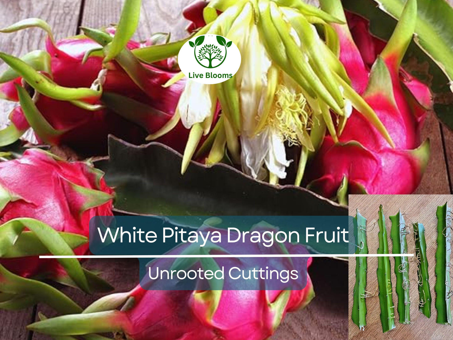 5pcs 10" Unrooted Dragonfruit Cuttings (Hylocereus), White Pitaya, Fresh Cuttings for Growing, Edible Fruit Cactus, Garden Planting