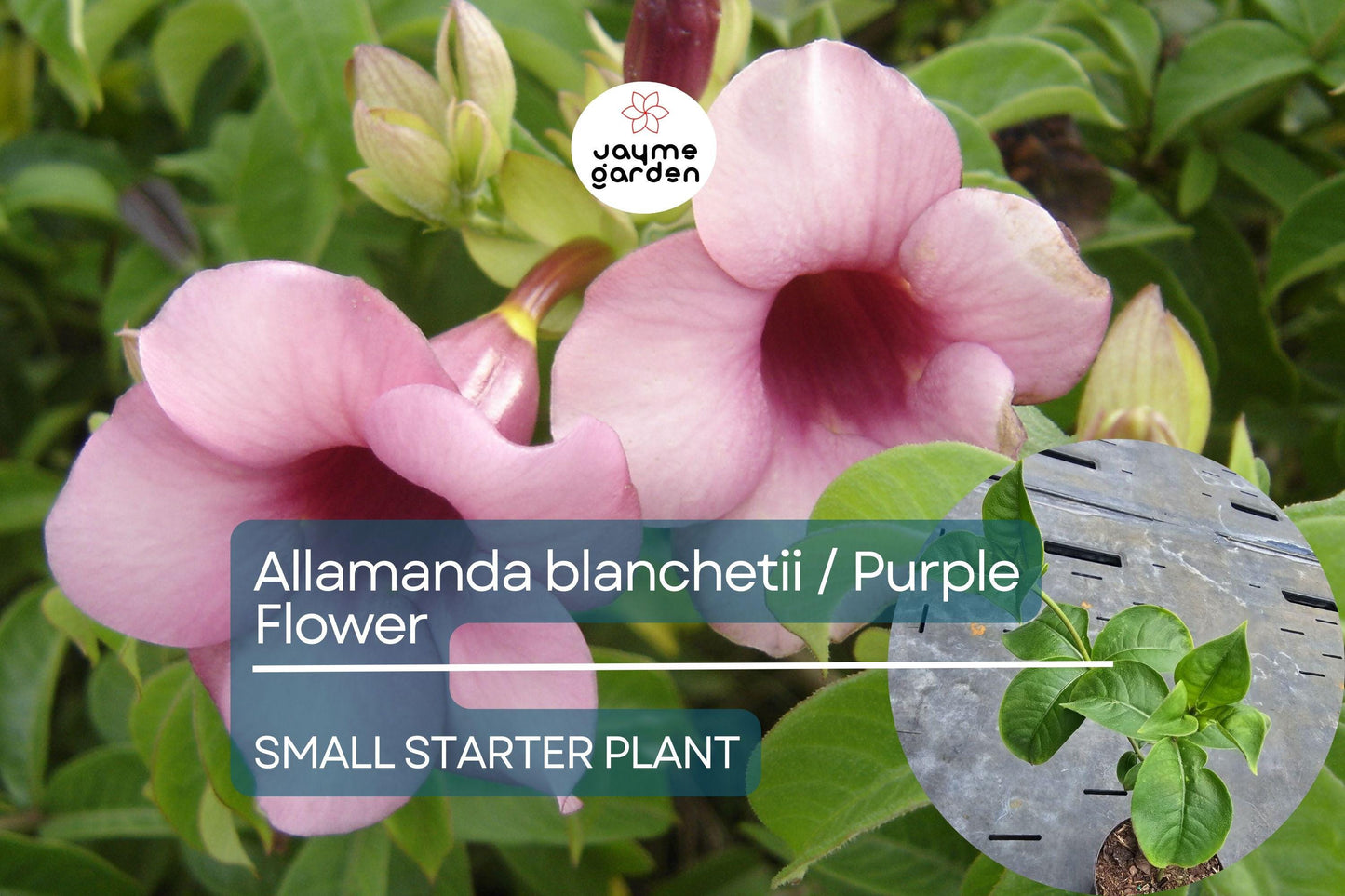 Allamanda blanchetii Starter Plant - Purple Allamanda, 12 Inches Tall - Fast-Growing Tropical Shrub with Vibrant Purple Flowers