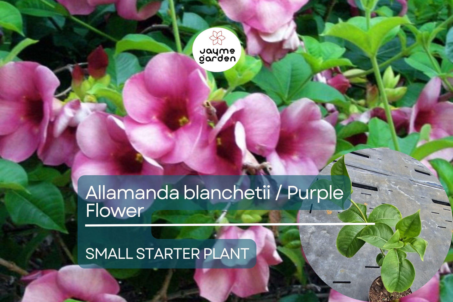 Allamanda blanchetii Starter Plant - Purple Allamanda, 12 Inches Tall - Fast-Growing Tropical Shrub with Vibrant Purple Flowers