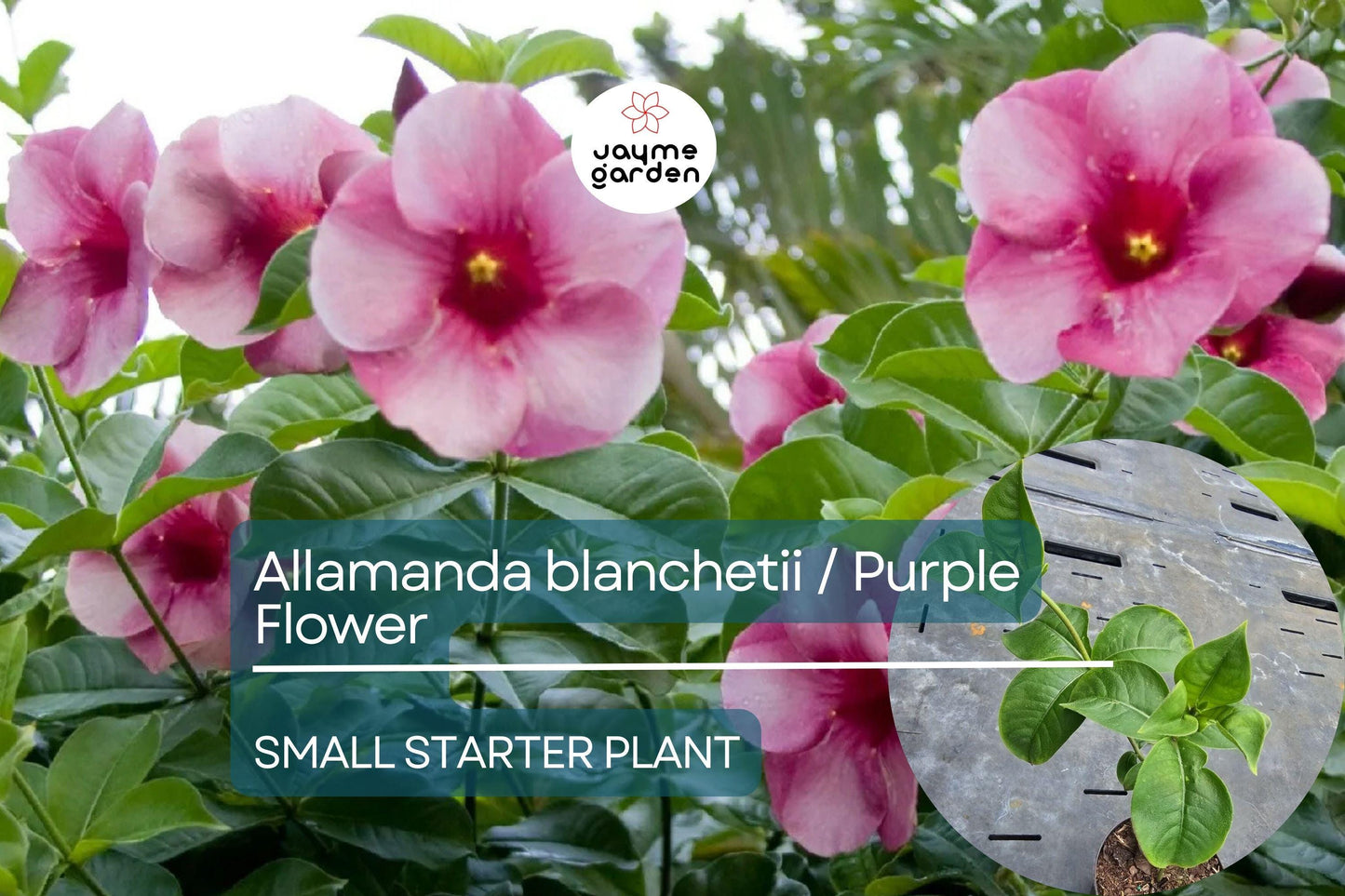 Allamanda blanchetii Starter Plant - Purple Allamanda, 12 Inches Tall - Fast-Growing Tropical Shrub with Vibrant Purple Flowers