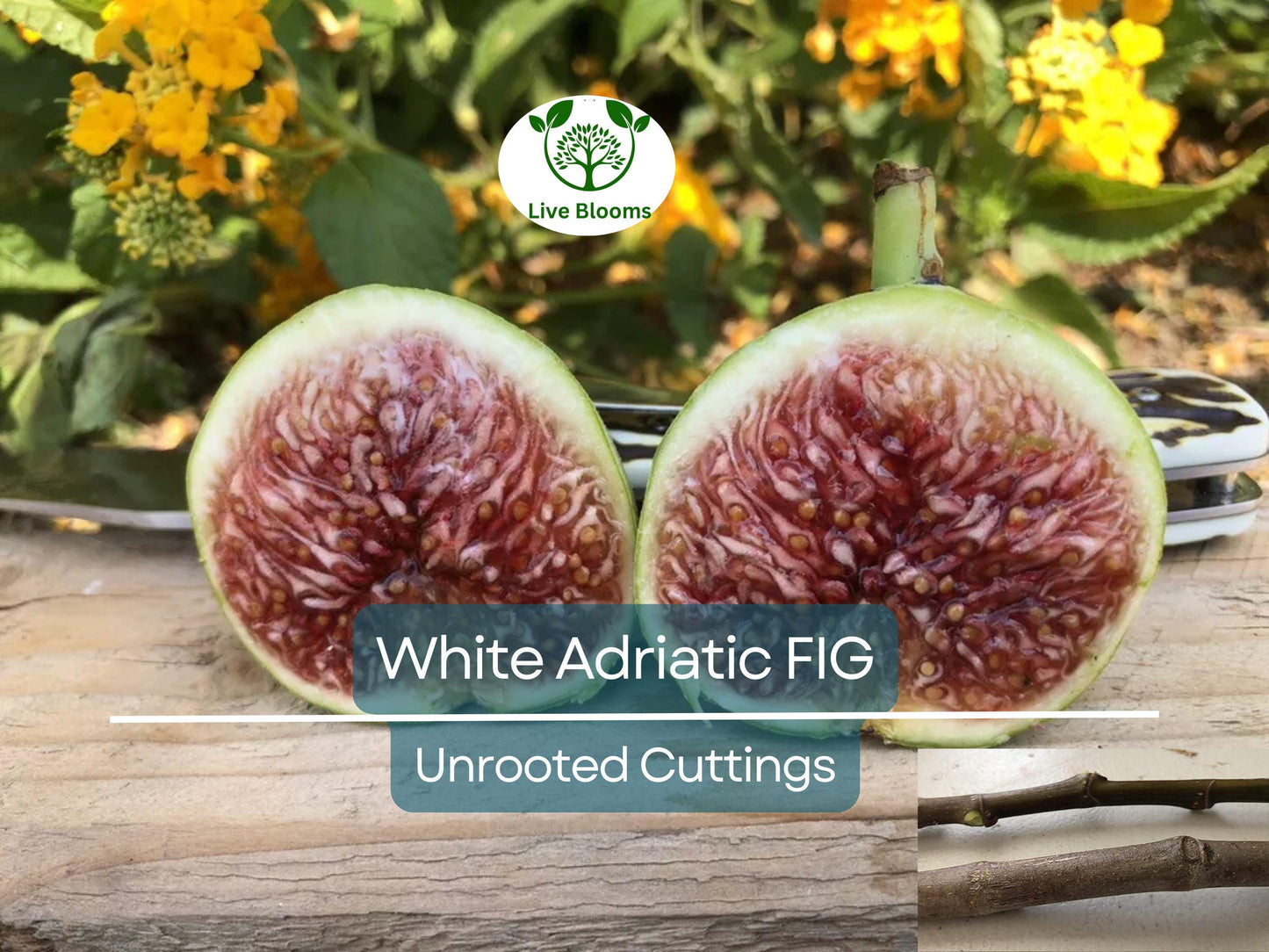 3 White Adriatic Fig Tree Unrooted Cuttings | Ficus carica | Rare, Sweet White Fruit, Easy to Grow, for Propagation, Indoor/Outdoor Tree