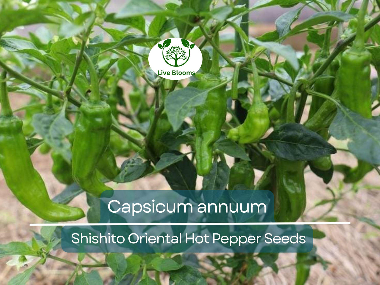 250 mg Seeds Shishito Oriental Hot Pepper – Capsicum annuum | Mildly Spicy Japanese Pepper for Planting, Sautéing & Grillin