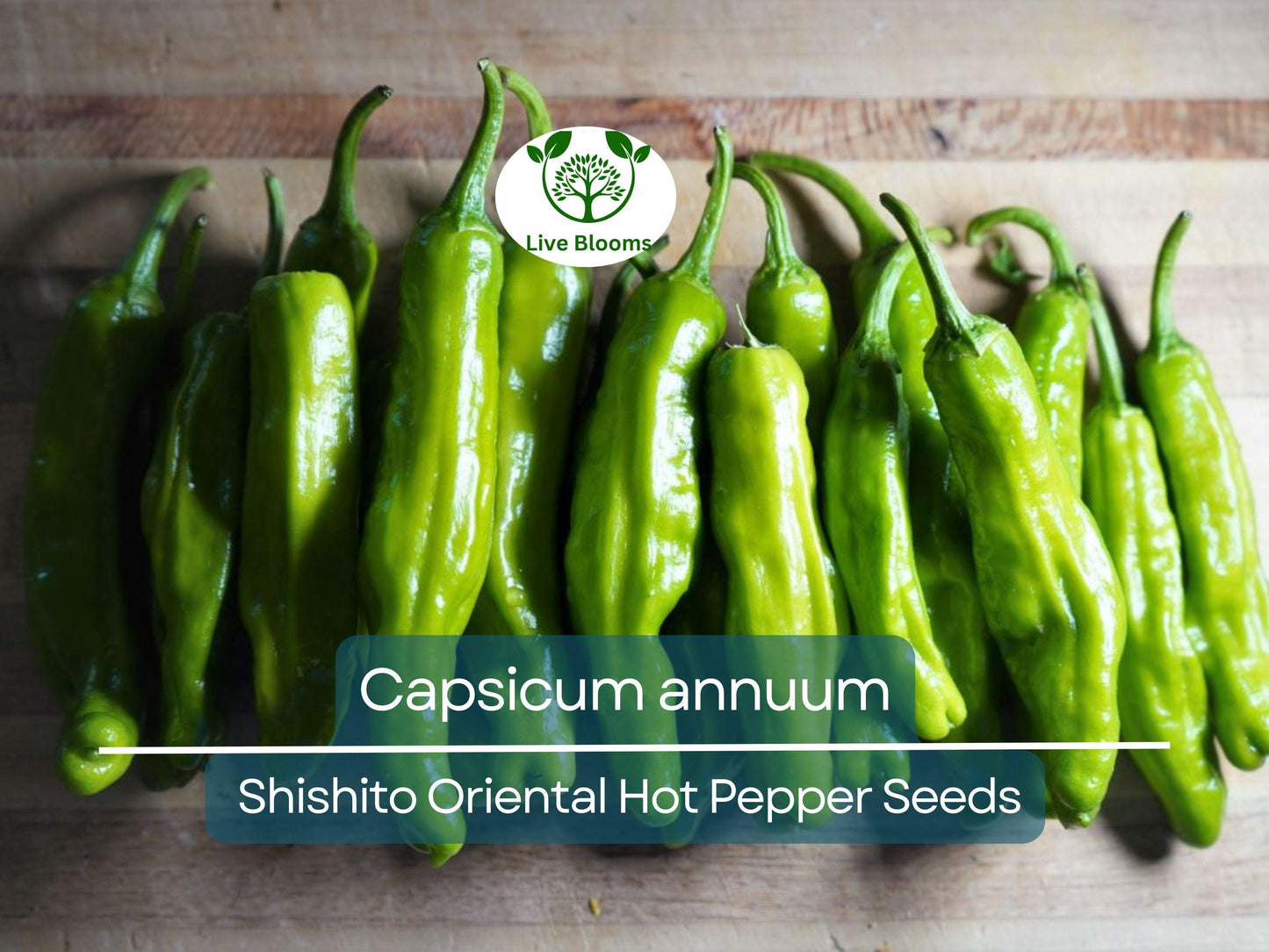 250 mg Seeds Shishito Oriental Hot Pepper – Capsicum annuum | Mildly Spicy Japanese Pepper for Planting, Sautéing & Grillin