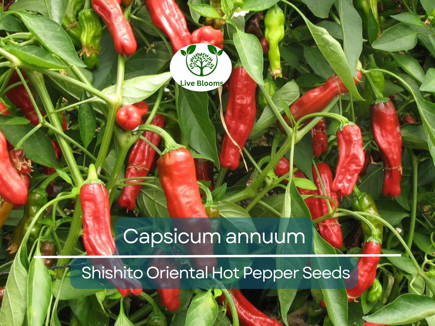 250 mg Seeds Shishito Oriental Hot Pepper – Capsicum annuum | Mildly Spicy Japanese Pepper for Planting, Sautéing & Grillin