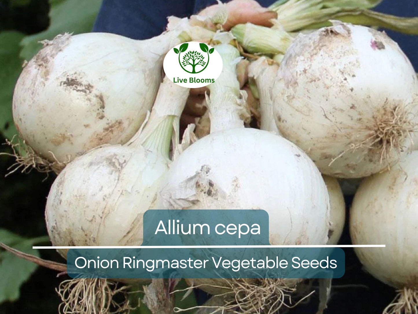 250 mg Seeds Onion Ringmaster – Allium cepa Heirloom Variety for Planting | Sweet, Mild, Perfect for Rings & Cooking