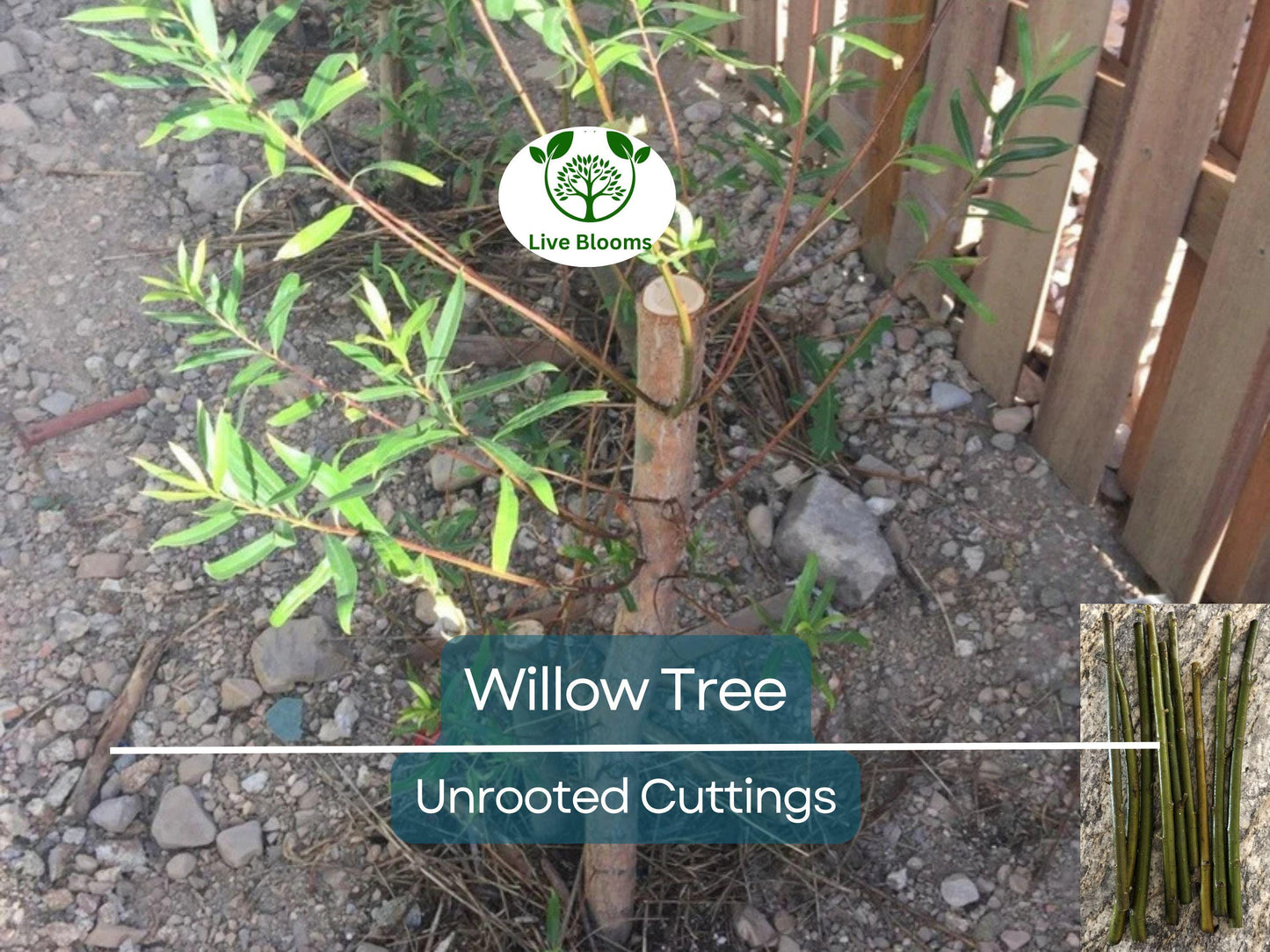 100 Austree Hybrid Willow Tree 8” Unrooted Cuttings – Fast Growing, Easy to Root, Ideal for Privacy Hedges, Salix matsudana x alba