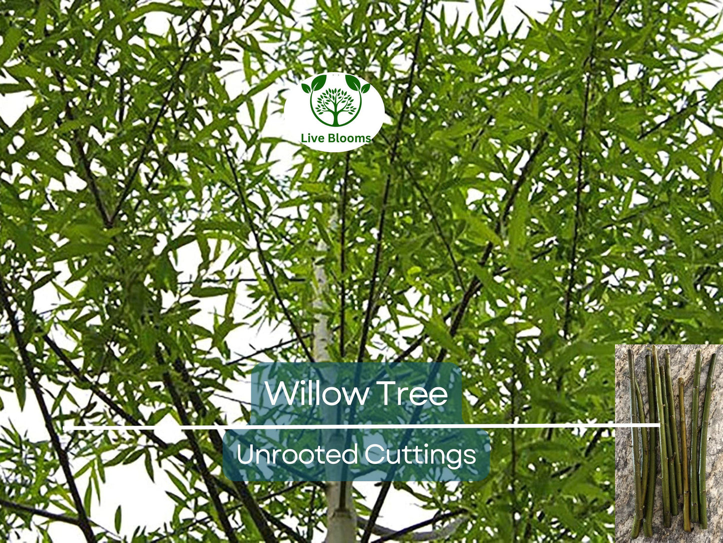 100 Austree Hybrid Willow Tree 8” Unrooted Cuttings – Fast Growing, Easy to Root, Ideal for Privacy Hedges, Salix matsudana x alba