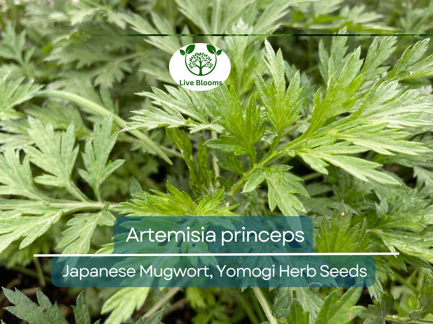 100 Seeds Japanese Mugwort (Artemisia princeps, Yomogi) Herb for Planting | Culinary, Aromatic Herb