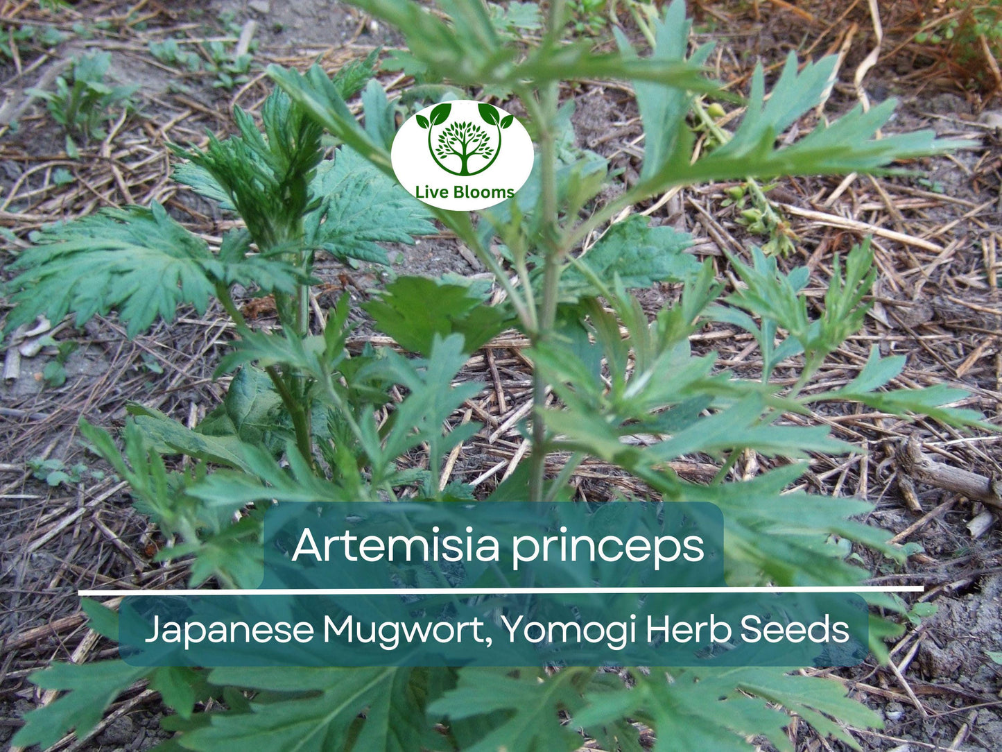 100 Seeds Japanese Mugwort (Artemisia princeps, Yomogi) Herb for Planting | Culinary, Aromatic Herb