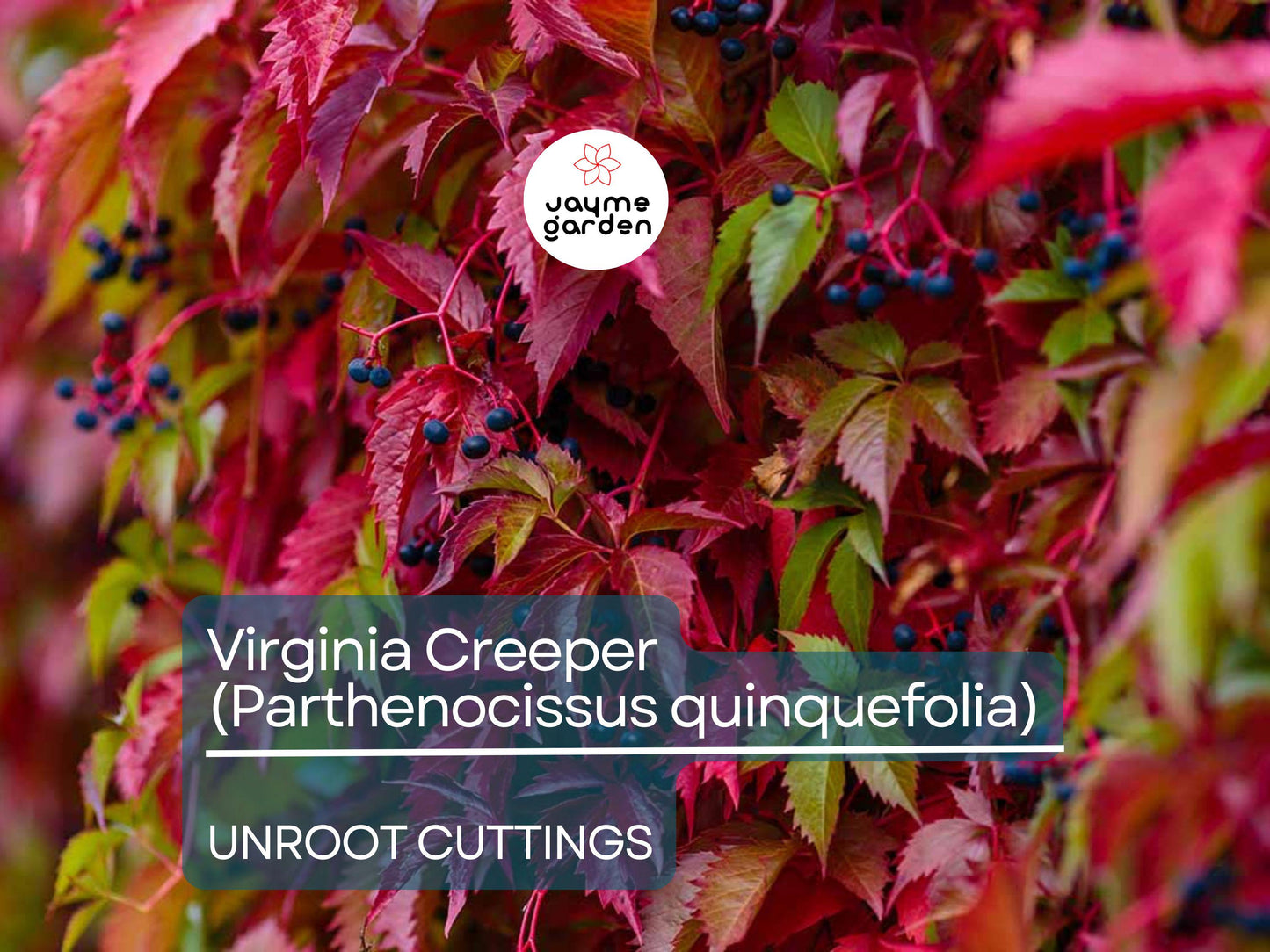 5 Unroot Cuttings Virginia Creeper Vine (Parthenocissus quinquefolia) - Five-Leaved Ivy for Garden, Wall Covering & Outdoor Landscaping