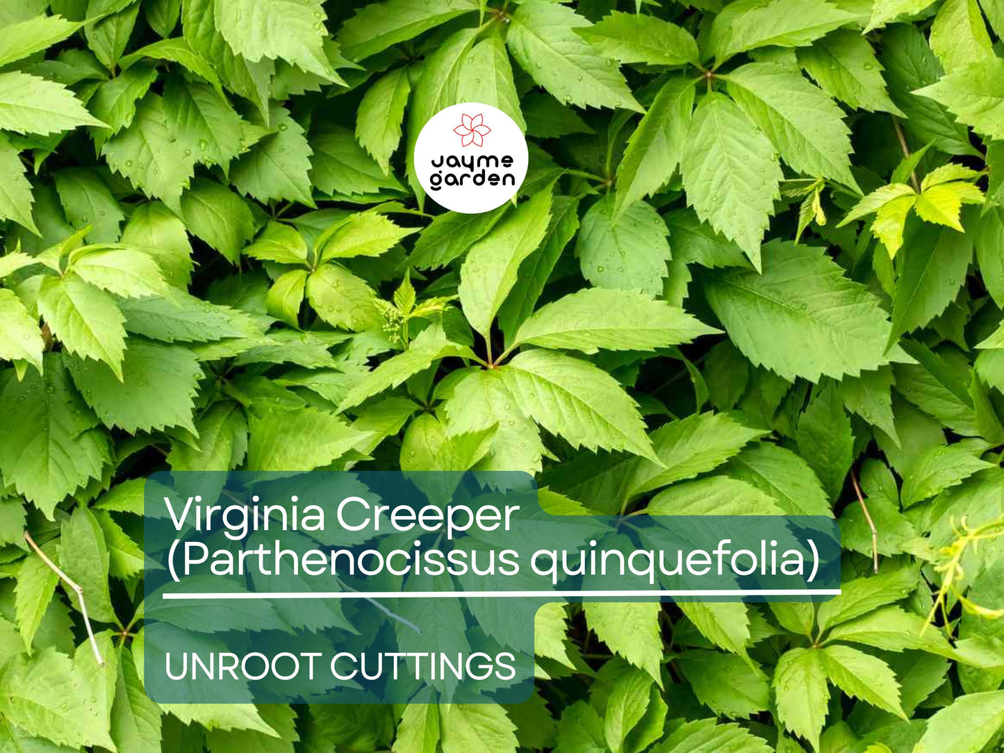 5 Unroot Cuttings Virginia Creeper Vine (Parthenocissus quinquefolia) - Five-Leaved Ivy for Garden, Wall Covering & Outdoor Landscaping