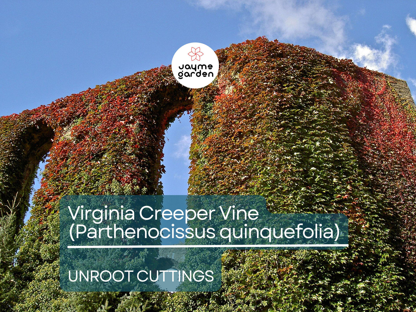 5 Unroot Cuttings Virginia Creeper Vine (Parthenocissus quinquefolia) - Five-Leaved Ivy for Garden, Wall Covering & Outdoor Landscaping