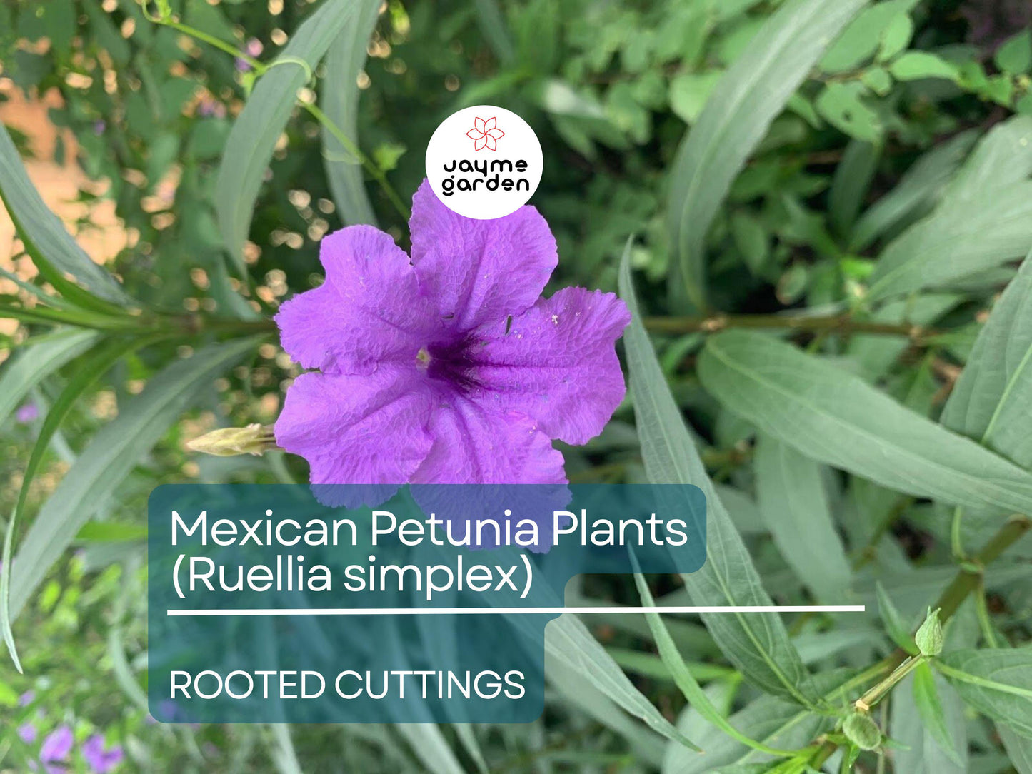 10 Rooted Cuttings Mexican Petunia (Ruellia simplex) - Purple Perennial Flowers - Mexican Bluebell or Britton's Wild Petunia for Garden