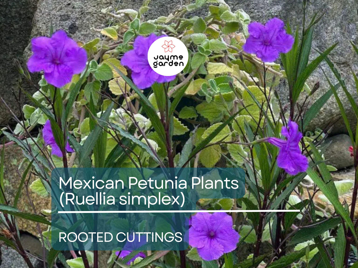 10 Rooted Cuttings Mexican Petunia (Ruellia simplex) - Purple Perennial Flowers - Mexican Bluebell or Britton's Wild Petunia for Garden