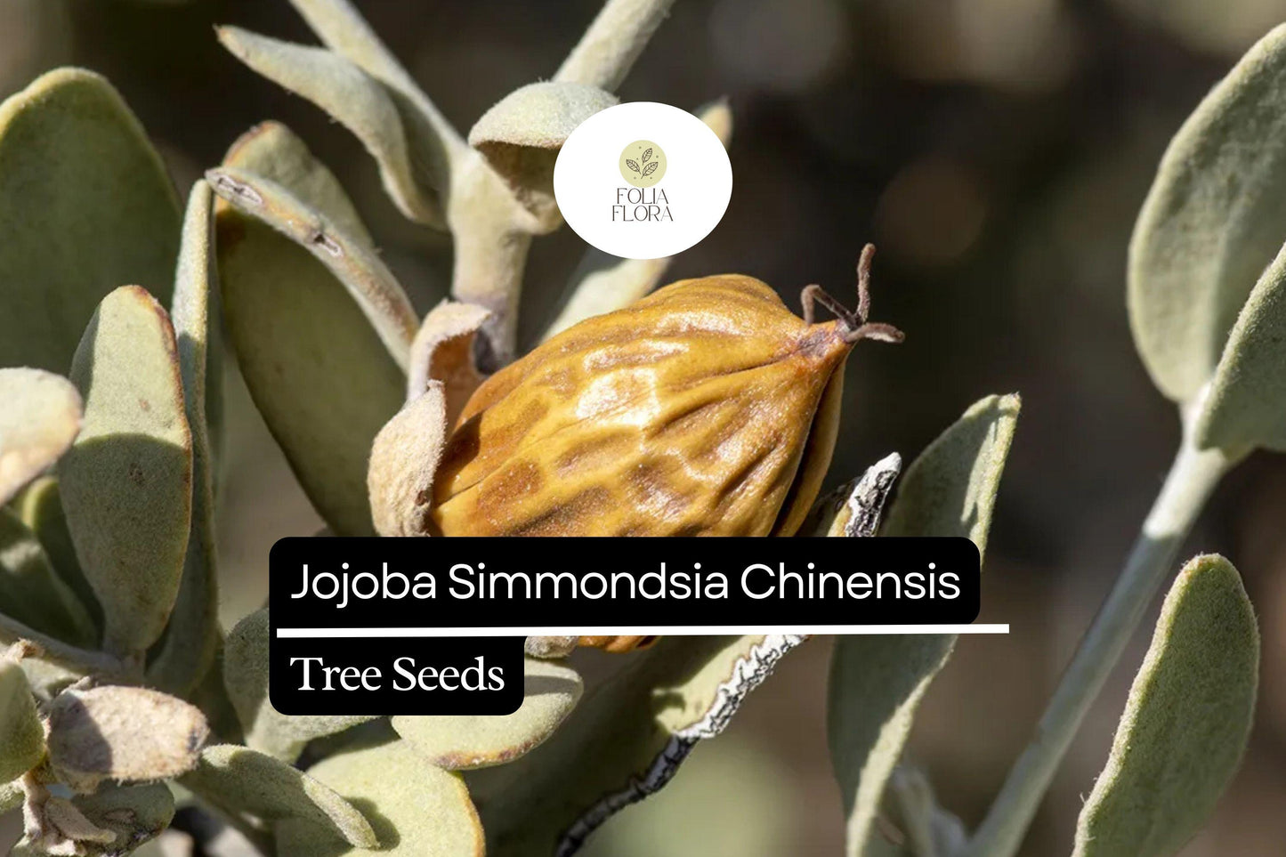 Jojoba Seeds 5pcs | Simmondsia chinensis | Drought-Tolerant Shrub, Oil-Rich Seeds, Ornamental Plant, Hardy Desert Non-GMO Seeds