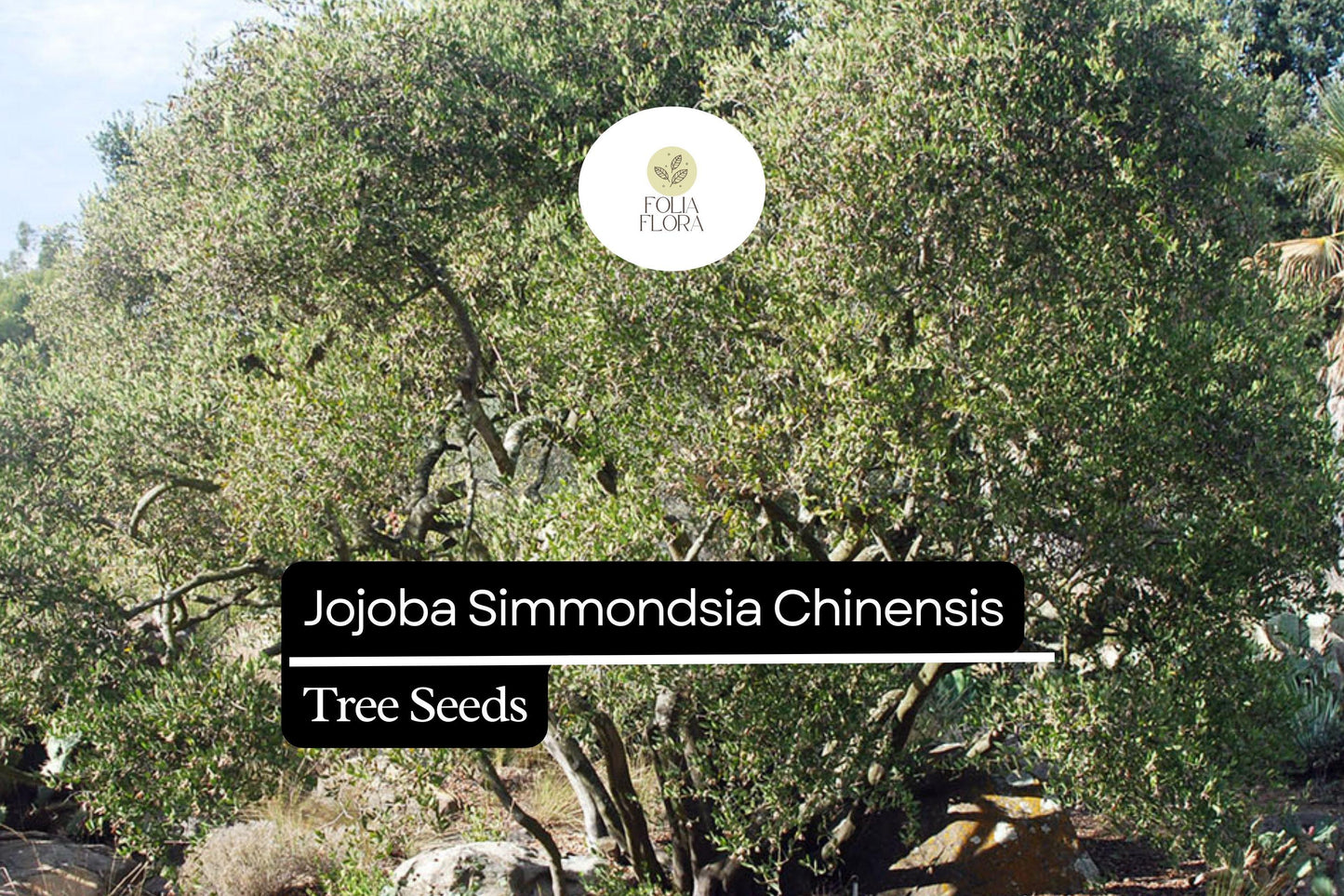 Jojoba Seeds 5pcs | Simmondsia chinensis | Drought-Tolerant Shrub, Oil-Rich Seeds, Ornamental Plant, Hardy Desert Non-GMO Seeds