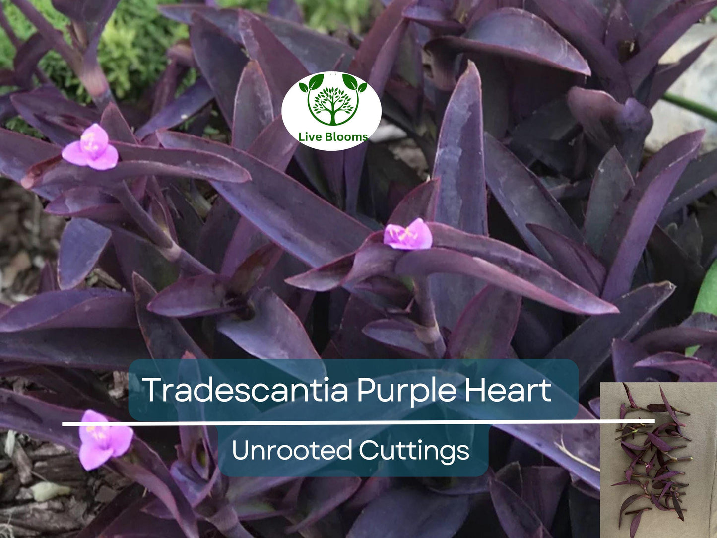 9 Organic Purple Heart Wandering Jew Unrooted Cuttings - Tradescantia pallida, Purple Heart Plant, Easy Propagation, Home Decor Plant