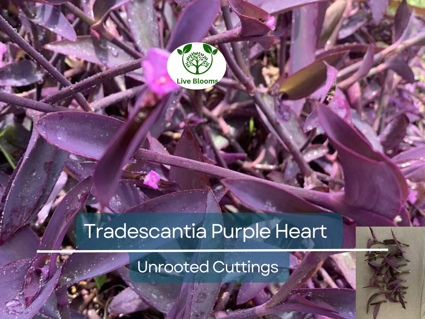 9 Organic Purple Heart Wandering Jew Unrooted Cuttings - Tradescantia pallida, Purple Heart Plant, Easy Propagation, Home Decor Plant