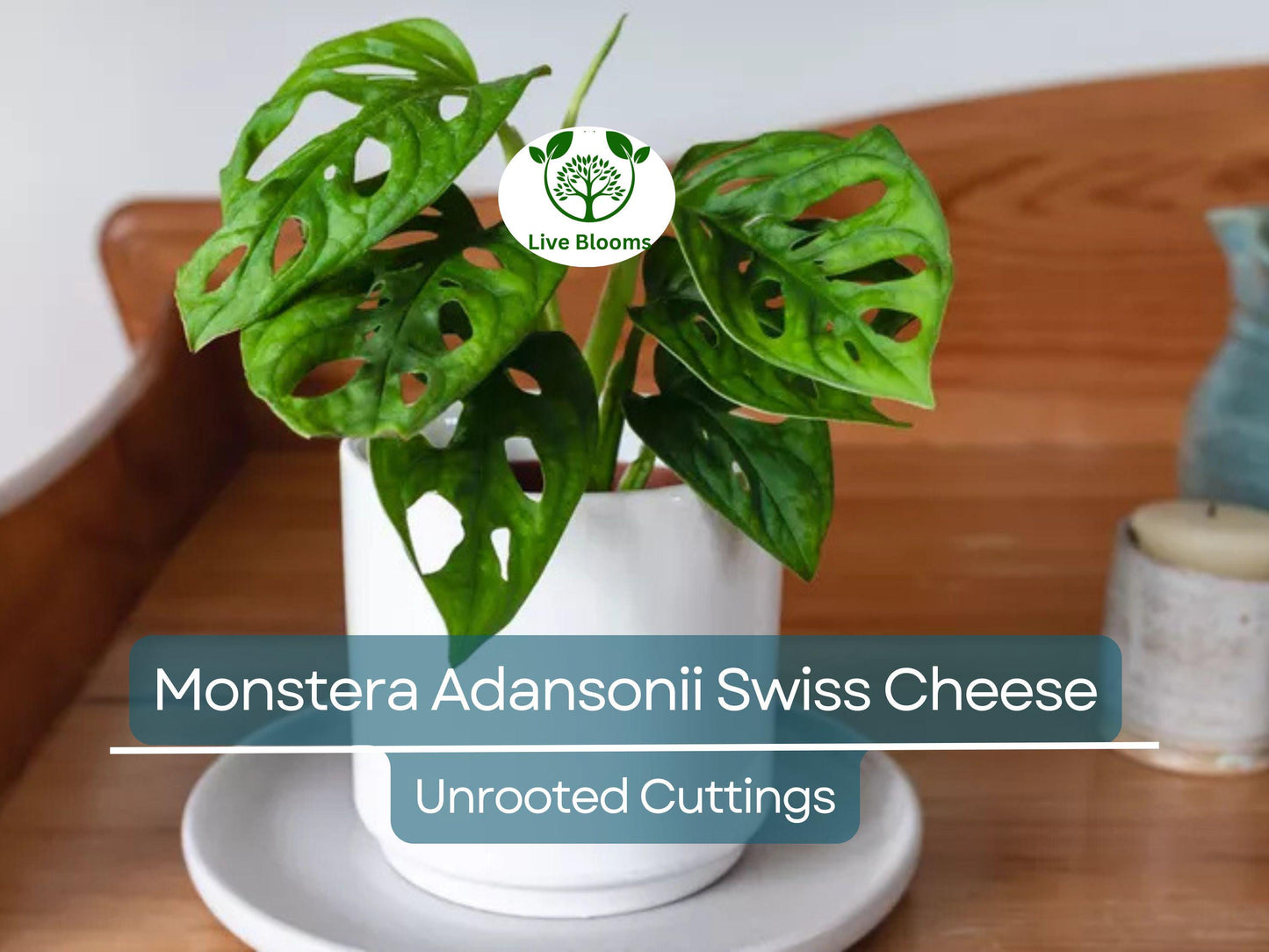 3 Monstera Adansonii Swiss Cheese Unrooted Cuttings - Indoor/Outdoor Houseplant, Easy Propagation, Unique Foliage, Tropical Plant for Home