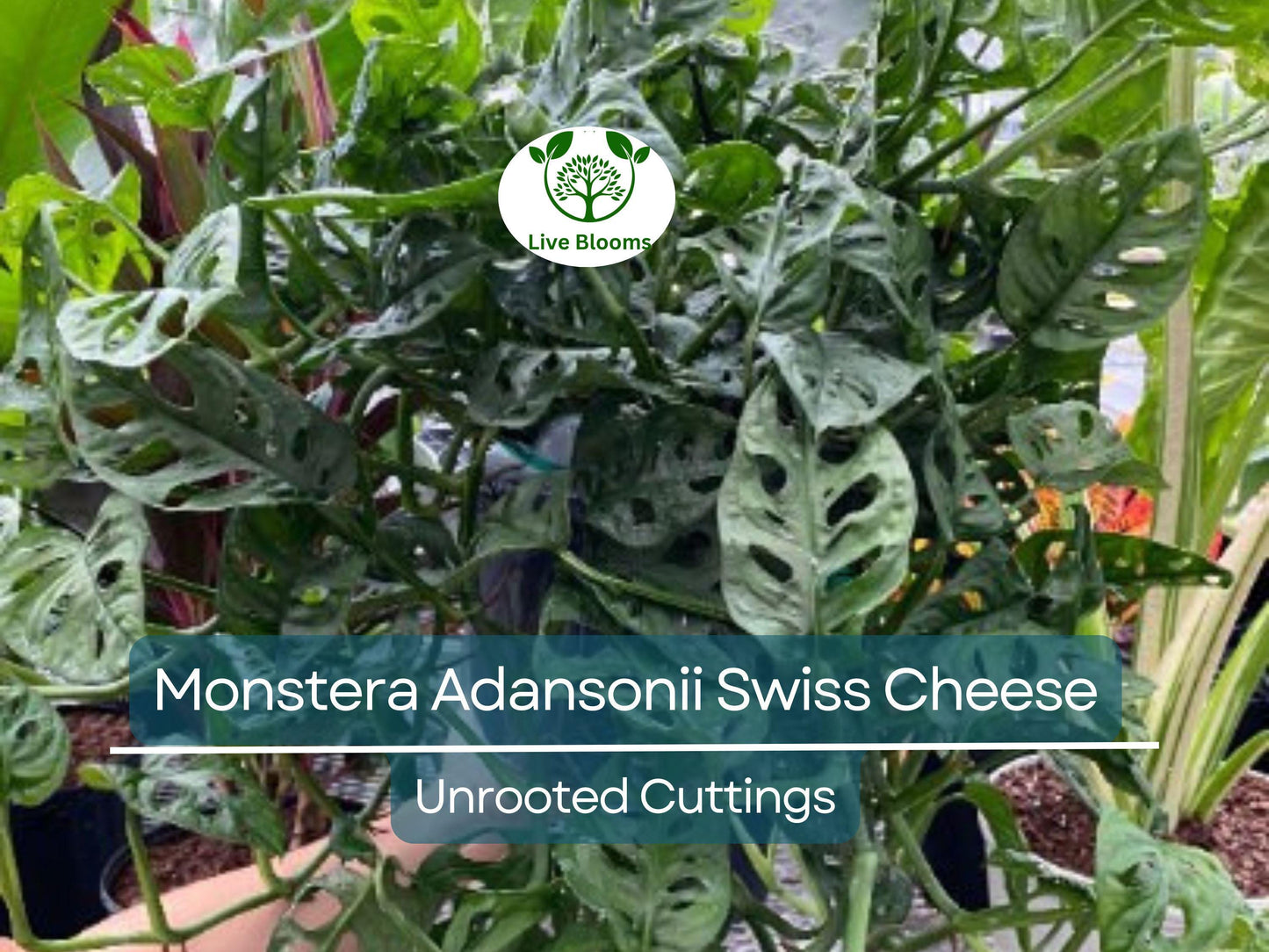 3 Monstera Adansonii Swiss Cheese Unrooted Cuttings - Indoor/Outdoor Houseplant, Easy Propagation, Unique Foliage, Tropical Plant for Home