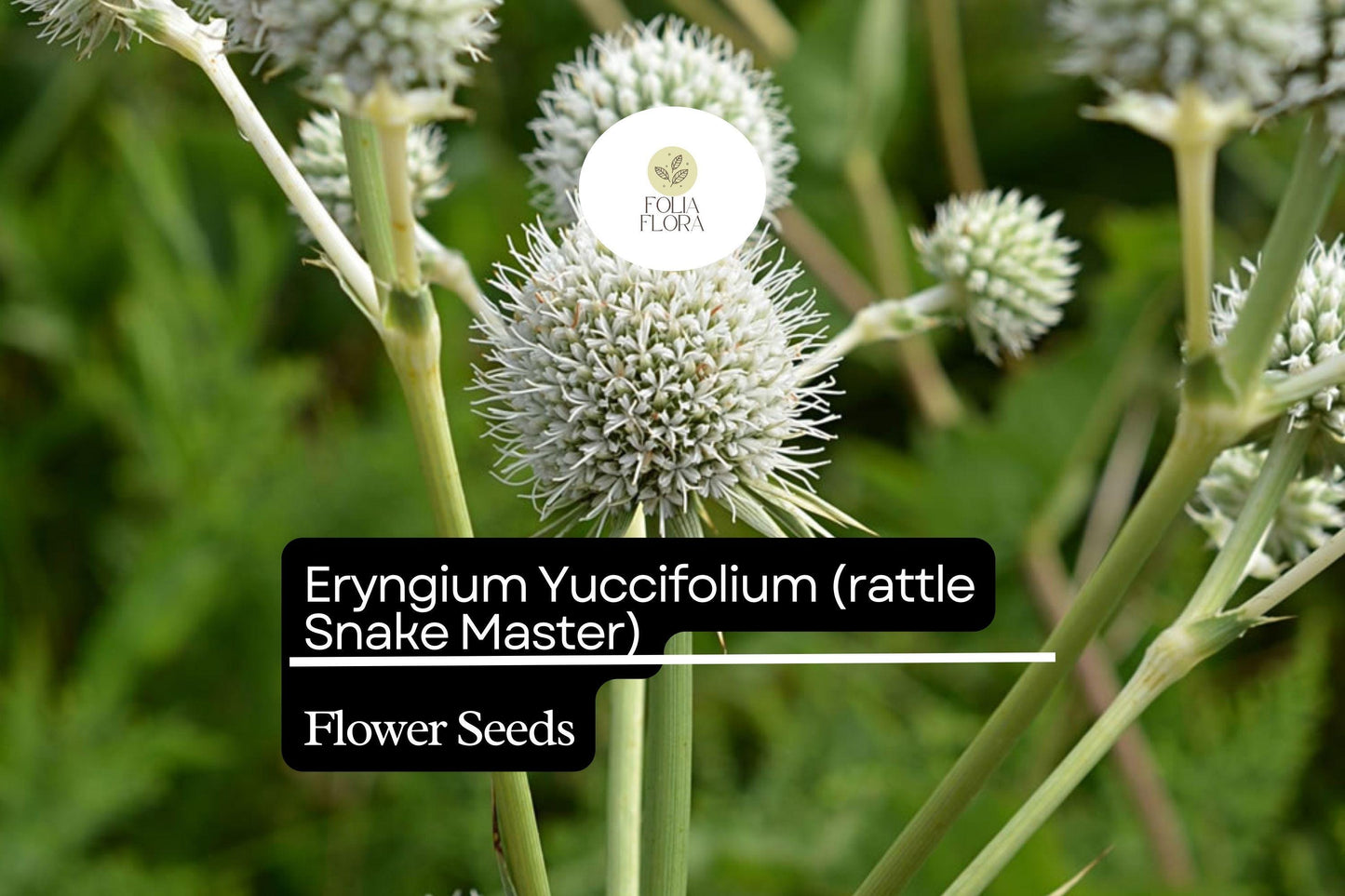 Rattlesnake Master Seeds 1g | Eryngium yuccifolium | Native Prairie Perennial, Pollinator Friendly, Unique Foliage, Non-GMO