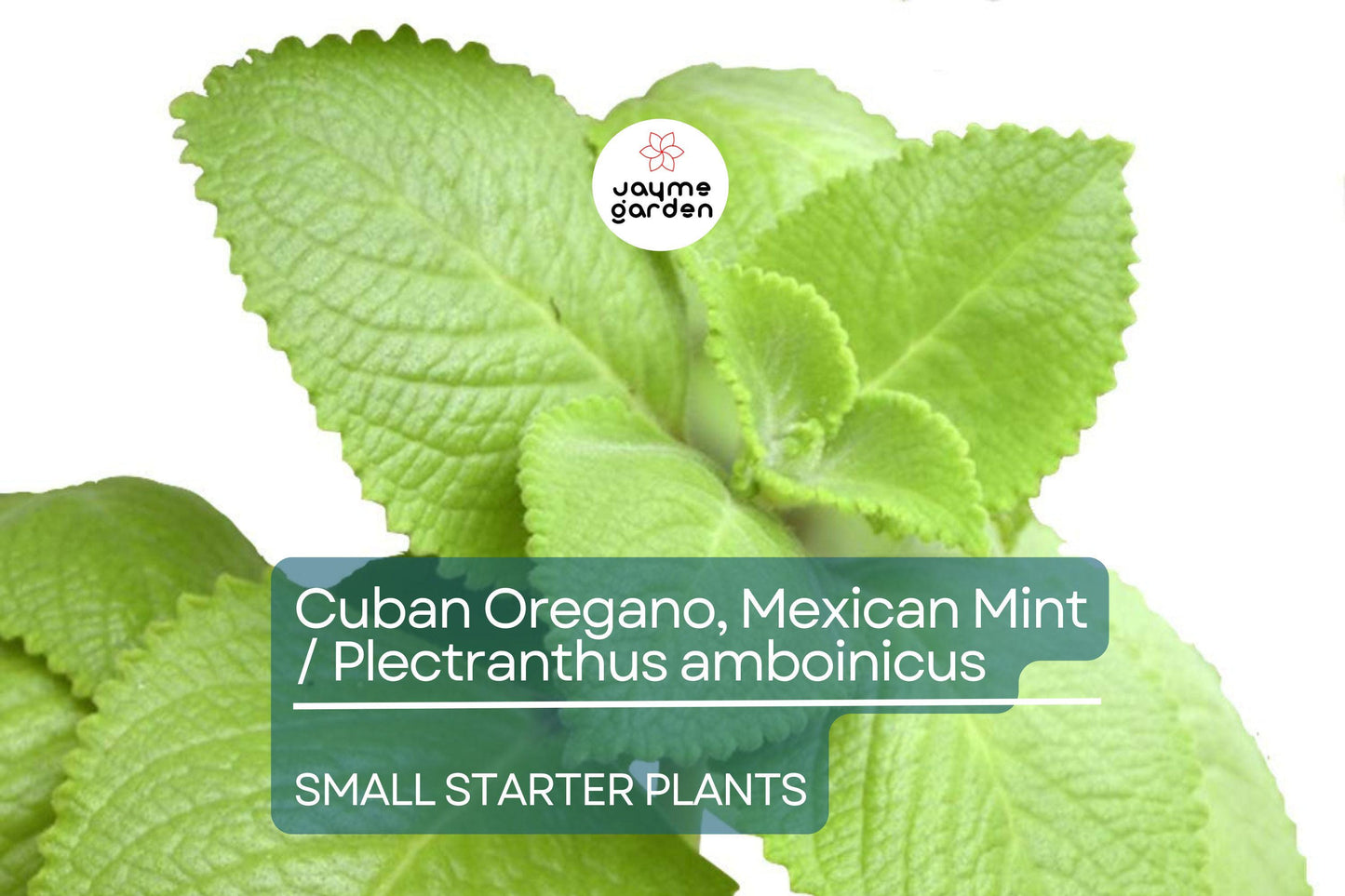 2 Starter Plants Cuban Oregano ~ Mexican Mint - Live Herb 5-7 Inches Tall - Well Rooted Bare Root Jamaican Broadleaf Thyme, Indian Borage