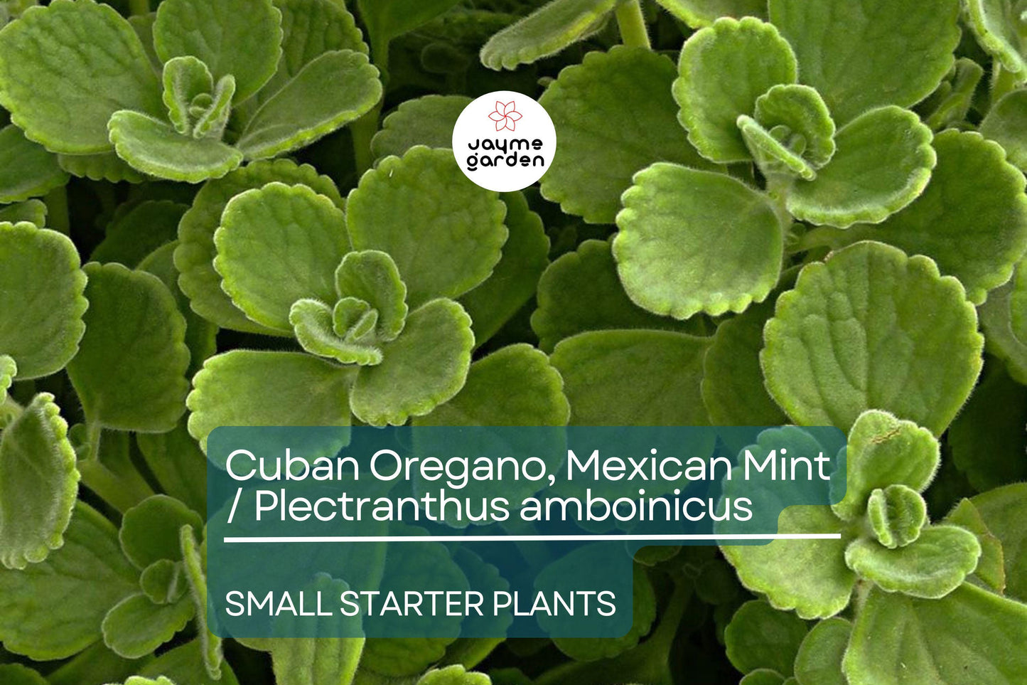 2 Starter Plants Cuban Oregano ~ Mexican Mint - Live Herb 5-7 Inches Tall - Well Rooted Bare Root Jamaican Broadleaf Thyme, Indian Borage