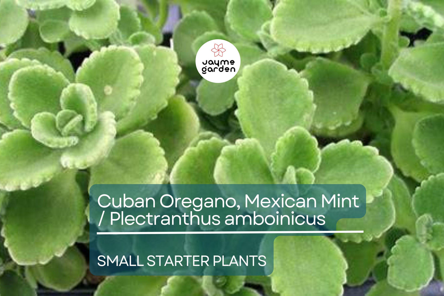 2 Starter Plants Cuban Oregano ~ Mexican Mint - Live Herb 5-7 Inches Tall - Well Rooted Bare Root Jamaican Broadleaf Thyme, Indian Borage