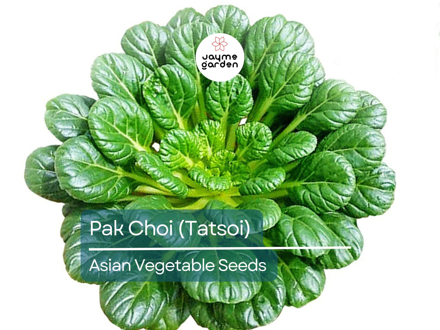 500mg Pak Choi Tatsoi Seeds for Planting - Heirloom Non-GMO Asian Greens - Fast-Growing for Stir-Fries, Salads & Garden Vegetables